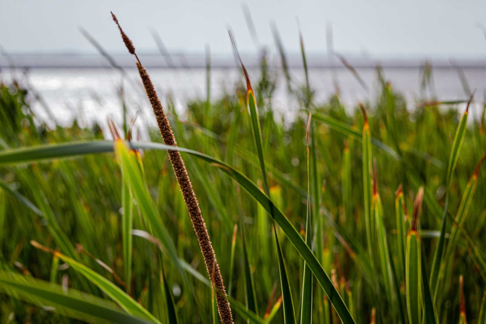 A close up photograph of reeds and plants along a water front.