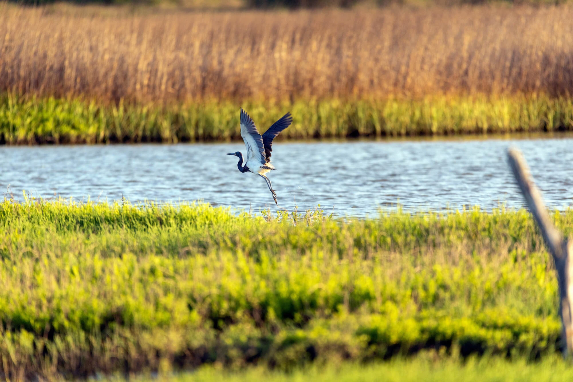 Blue heron taking flight over coastal wetland with marsh grasses and water